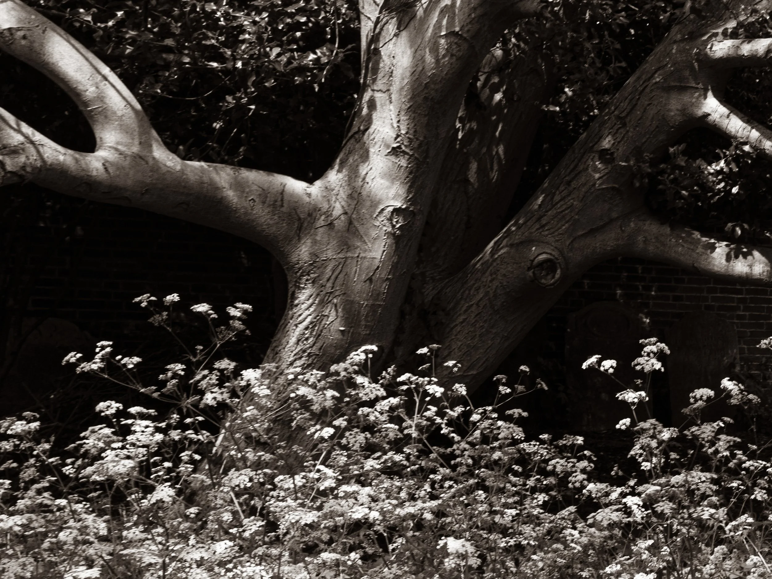 mj-tree-1.jpg