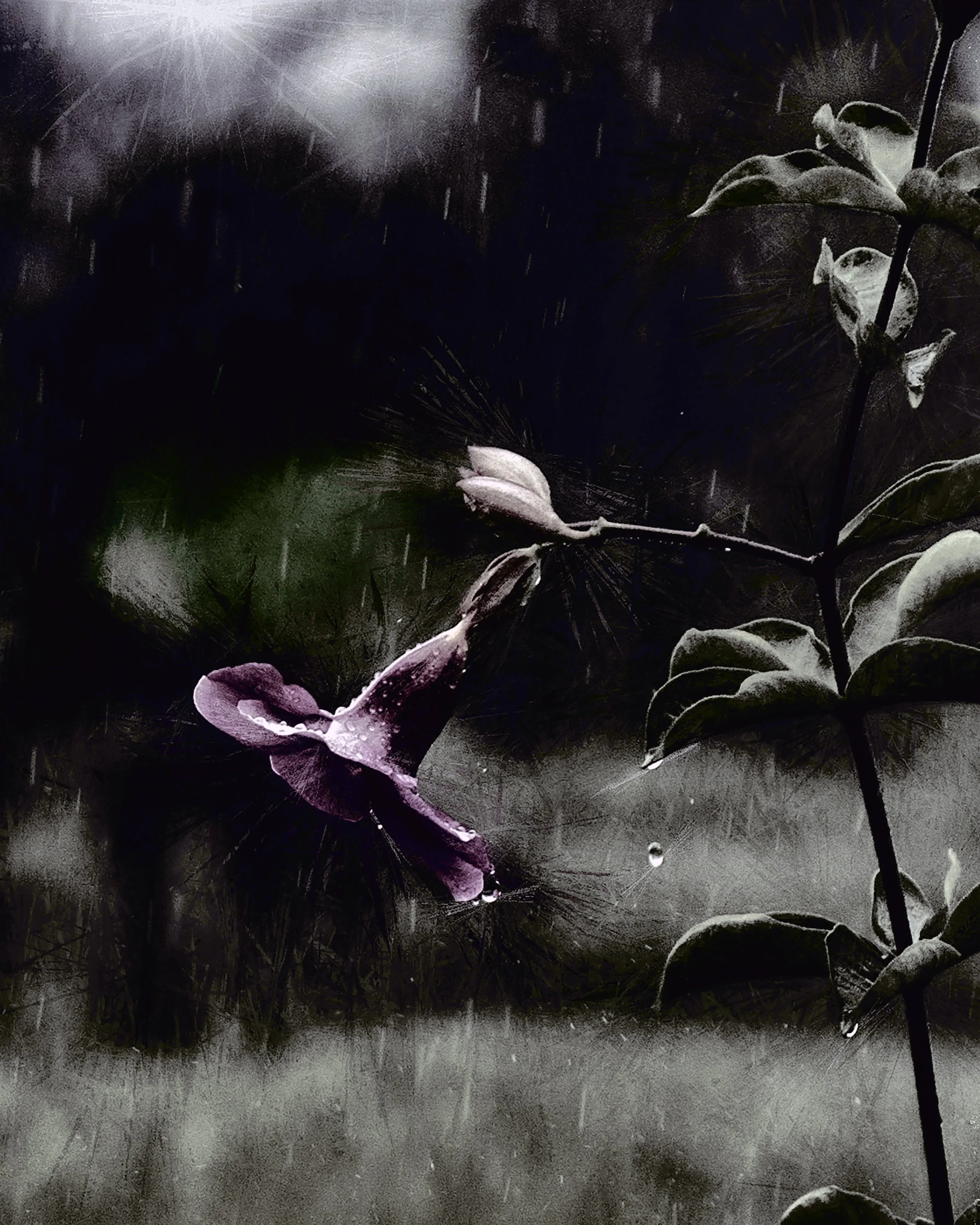 Raindrops-2-(32x40 Hahnemüle Photorag) copy.jpg