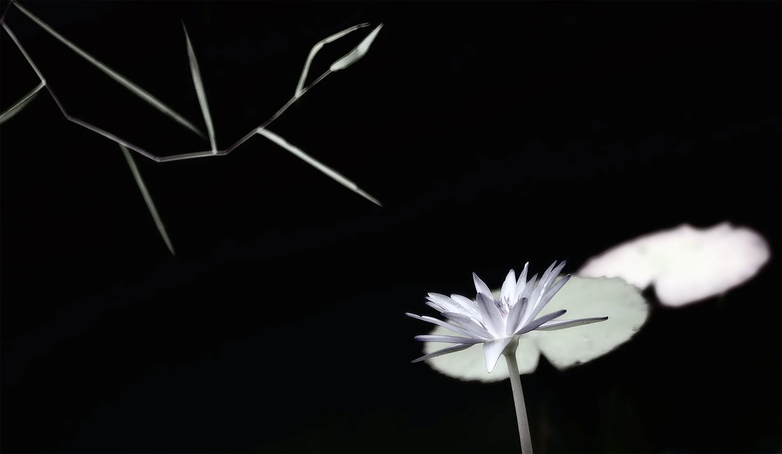 Lily (50x29 Hahnemüle Photorag) copy.jpg