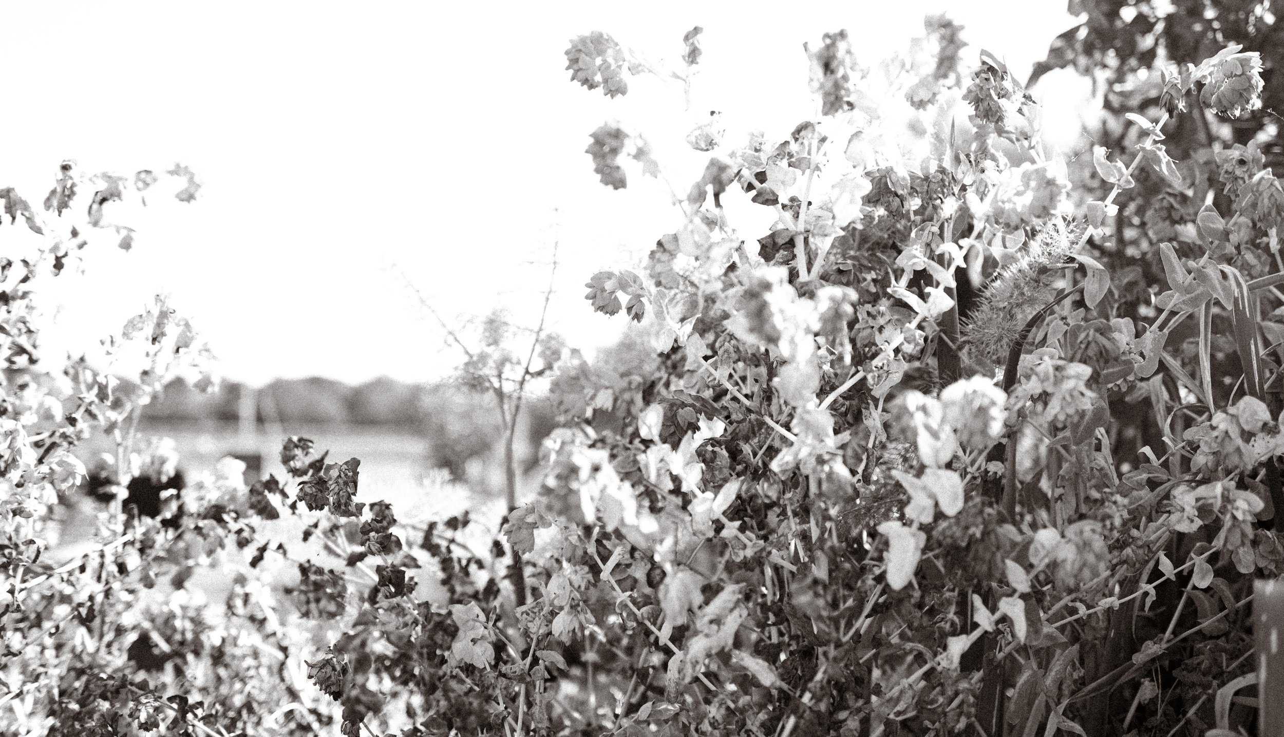 michael-flower5.jpg