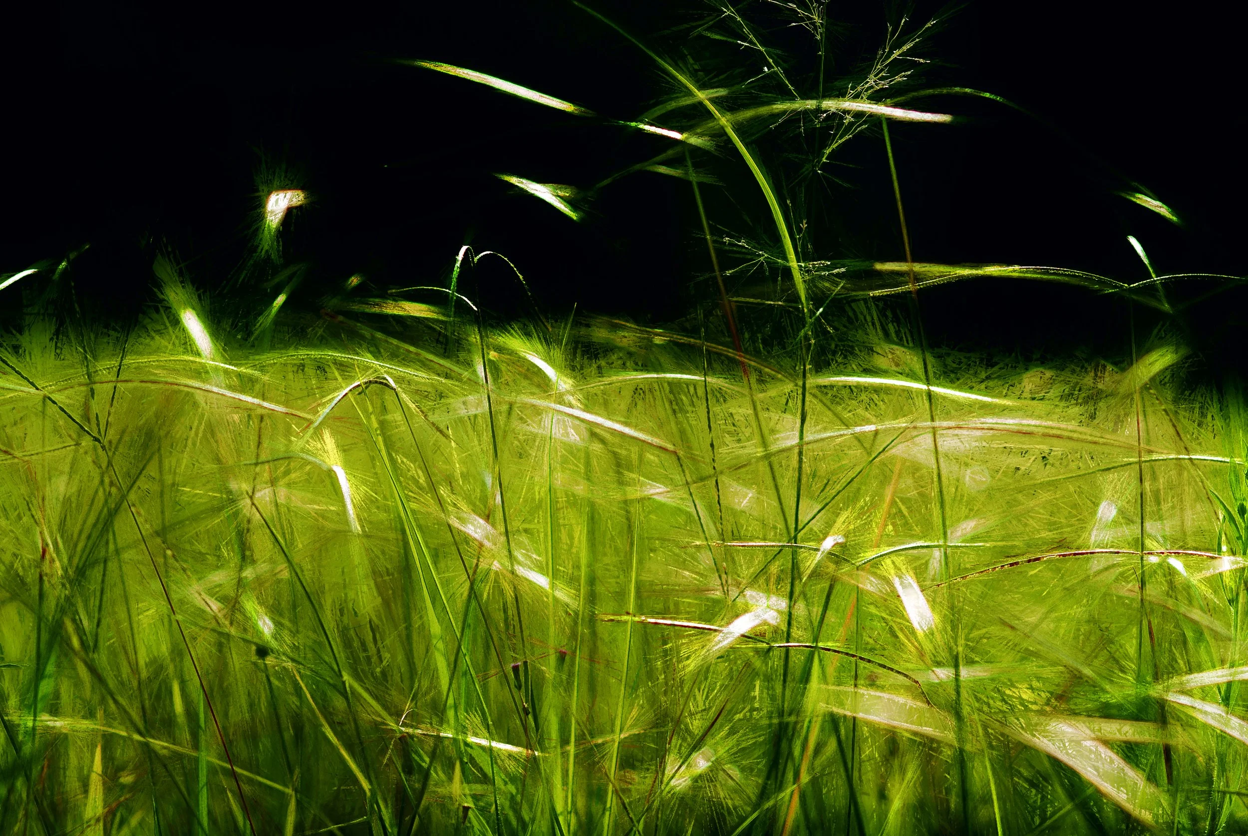 Grass Level (50x33.4 Hahnemüle Photorag) copy.jpg