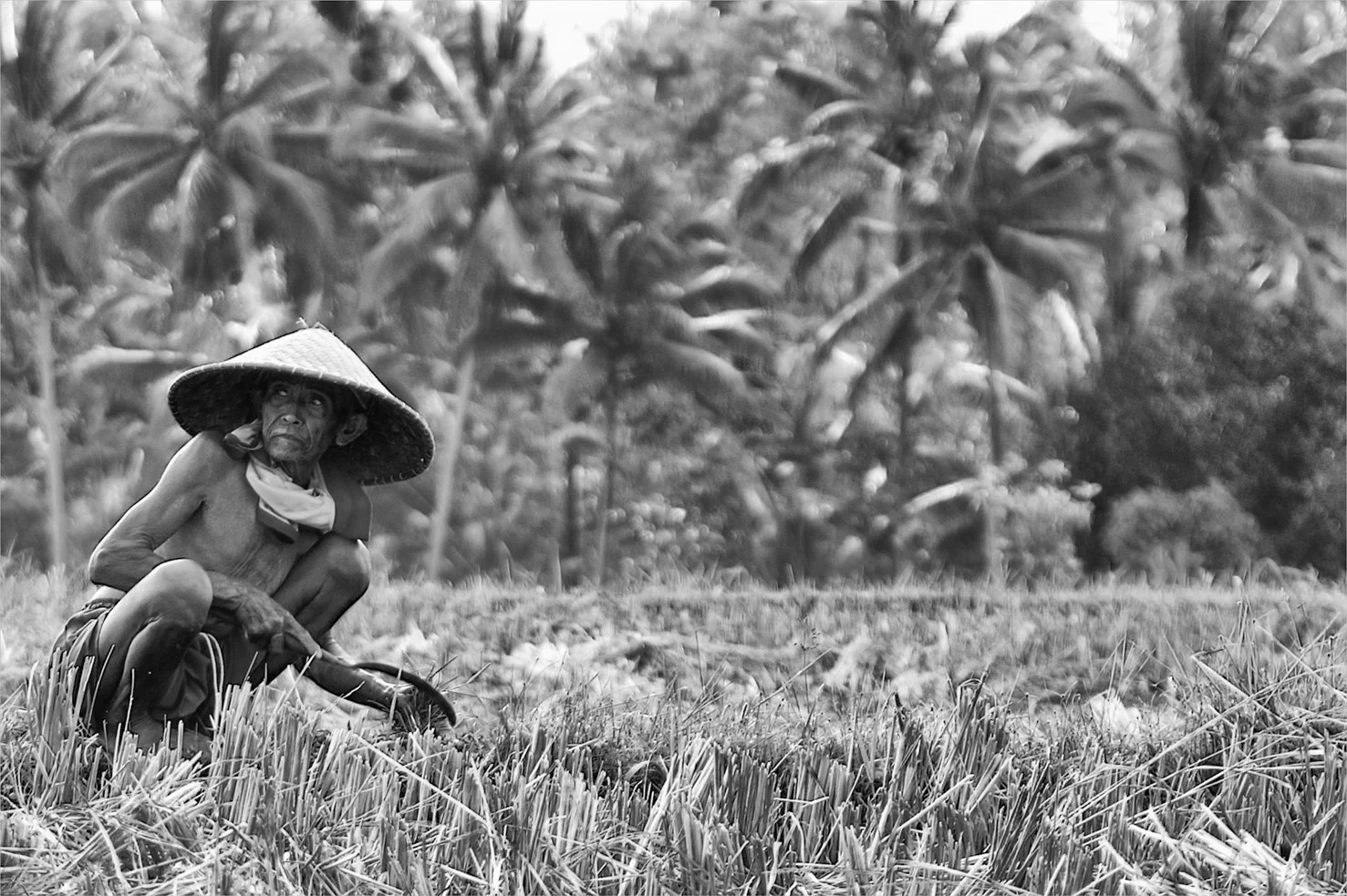 man-in-rice-field-pullman-copy.jpg
