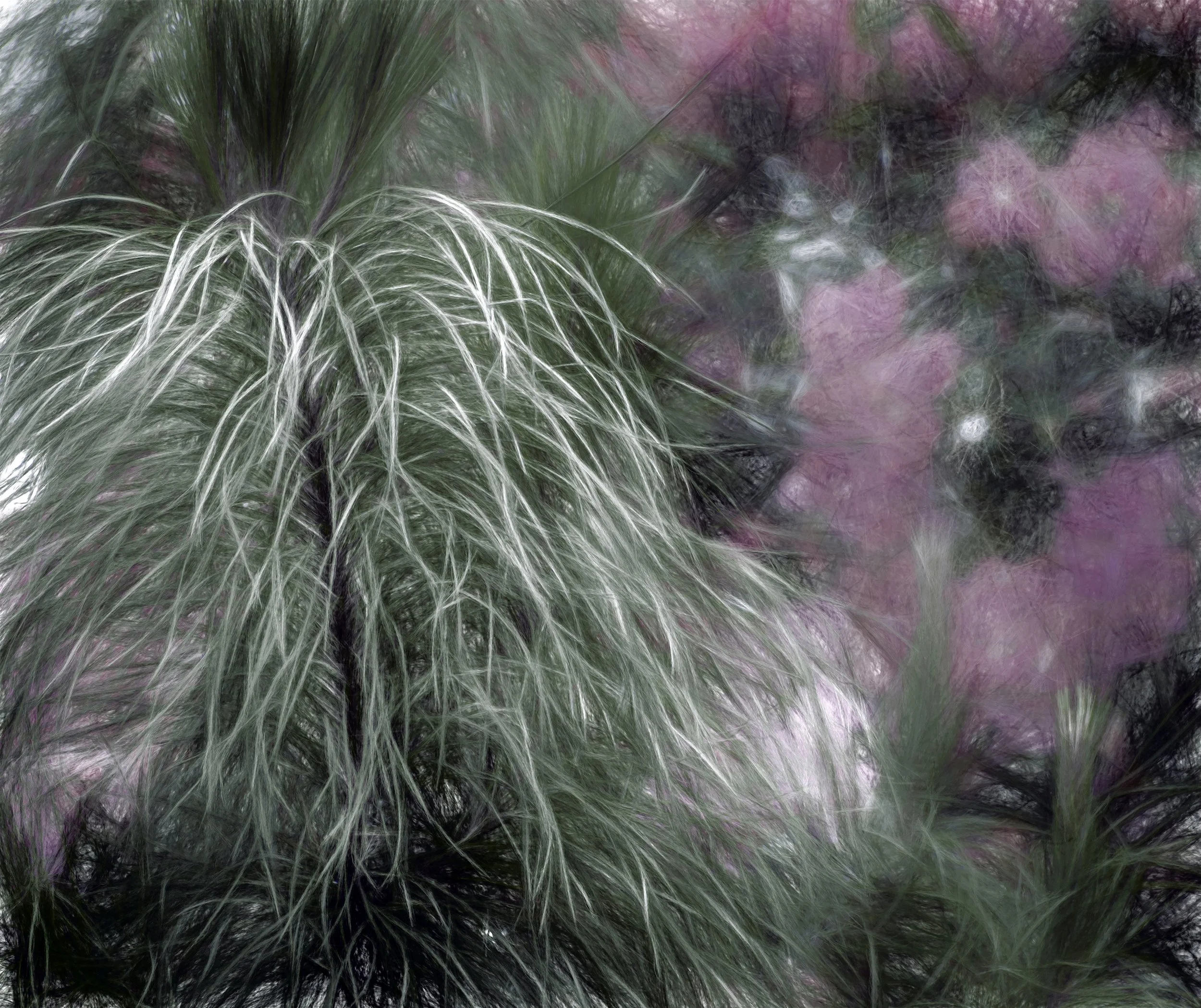 Grass In The Pink (50x42 - Hahnemüle Photorag) copy.jpg