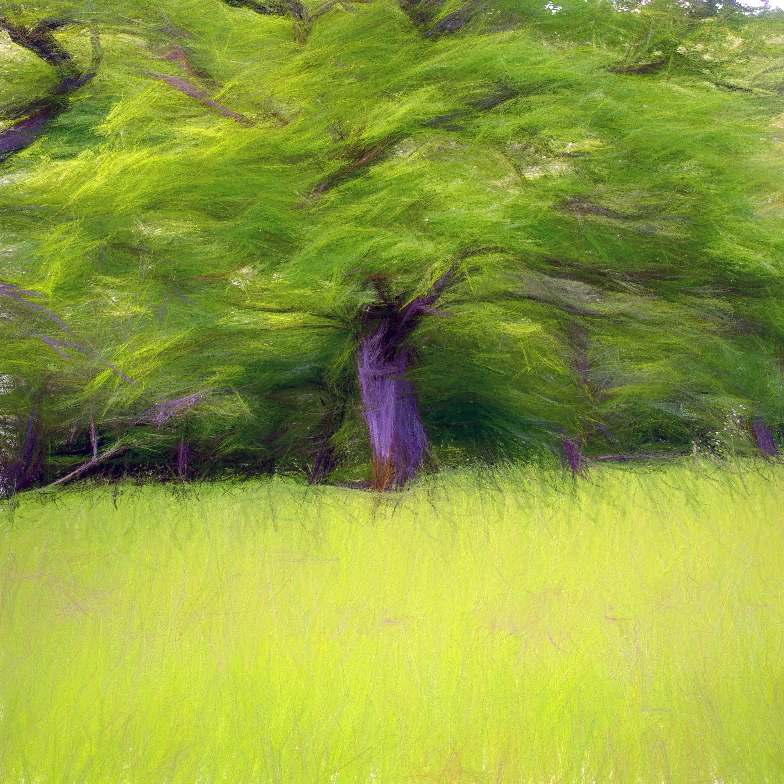 Tree in a Meadow (50x50 Hahnemüle Photorag) copy.jpg