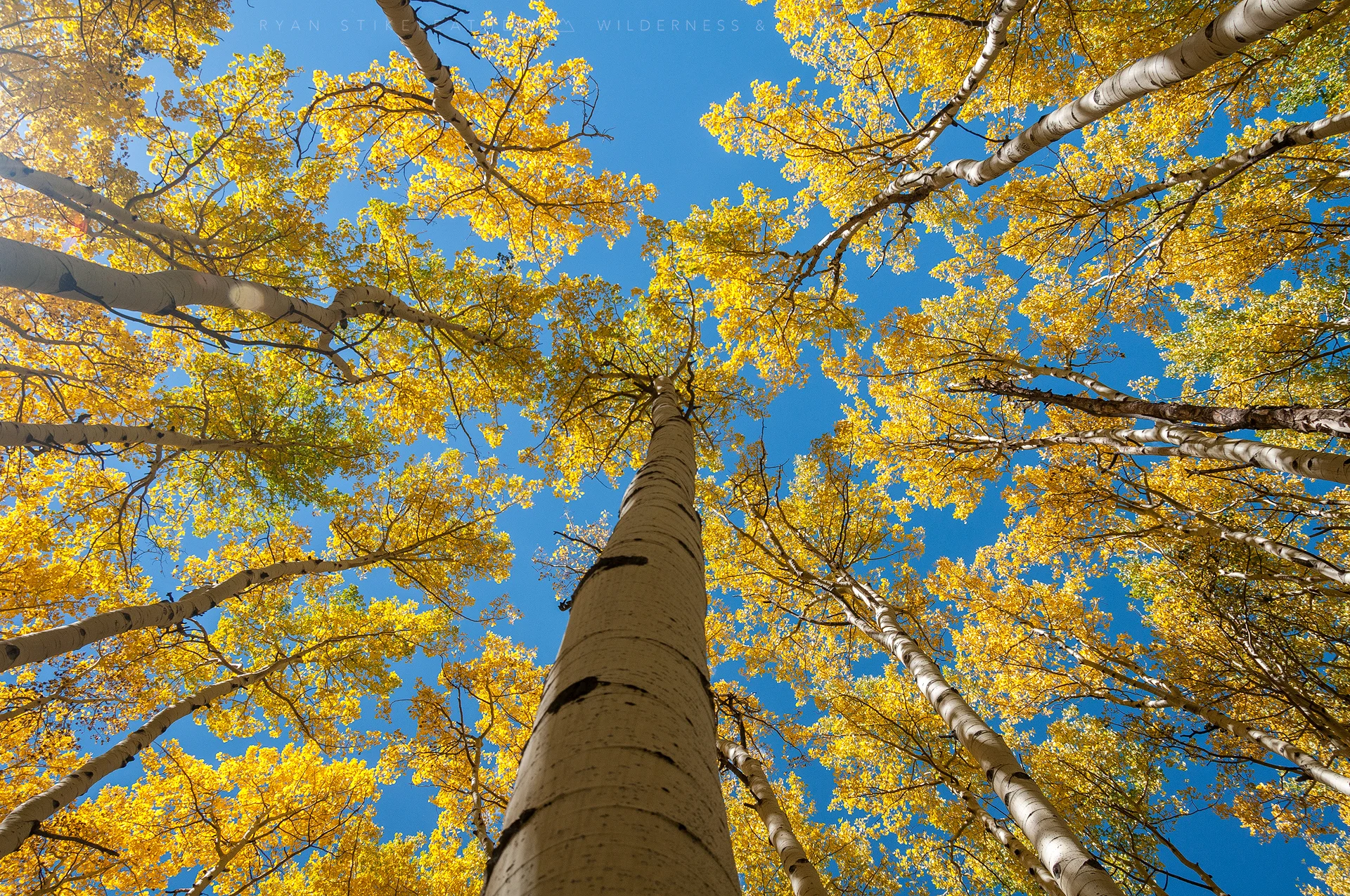 Canopy