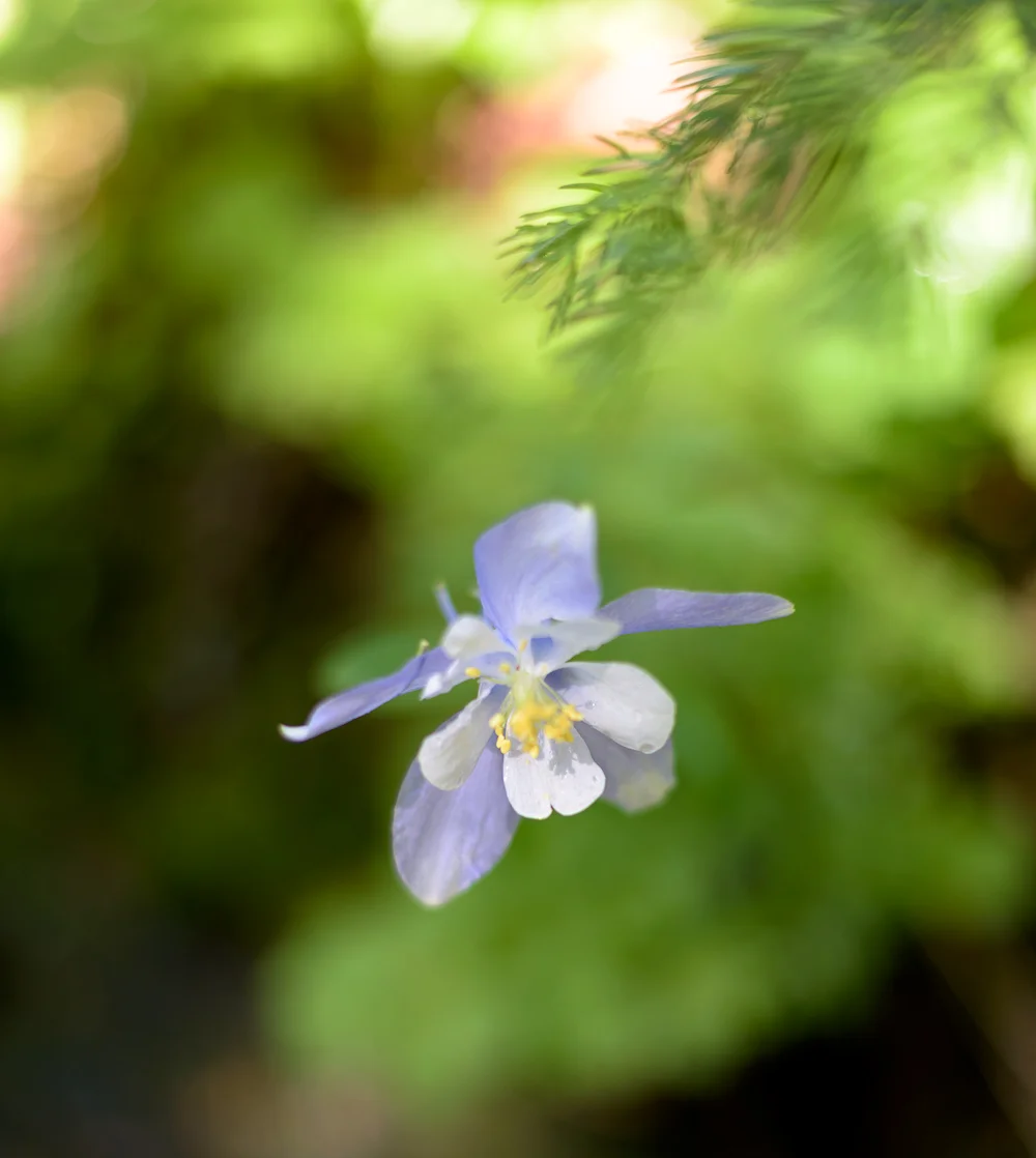 Colorado Columbine