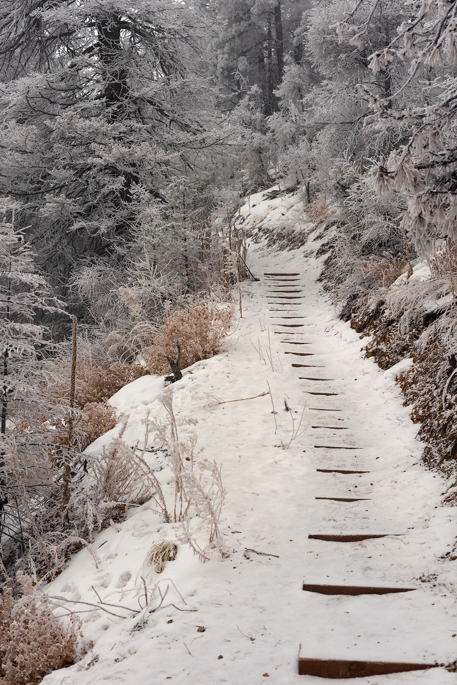 Who forgot to sweep the steps?