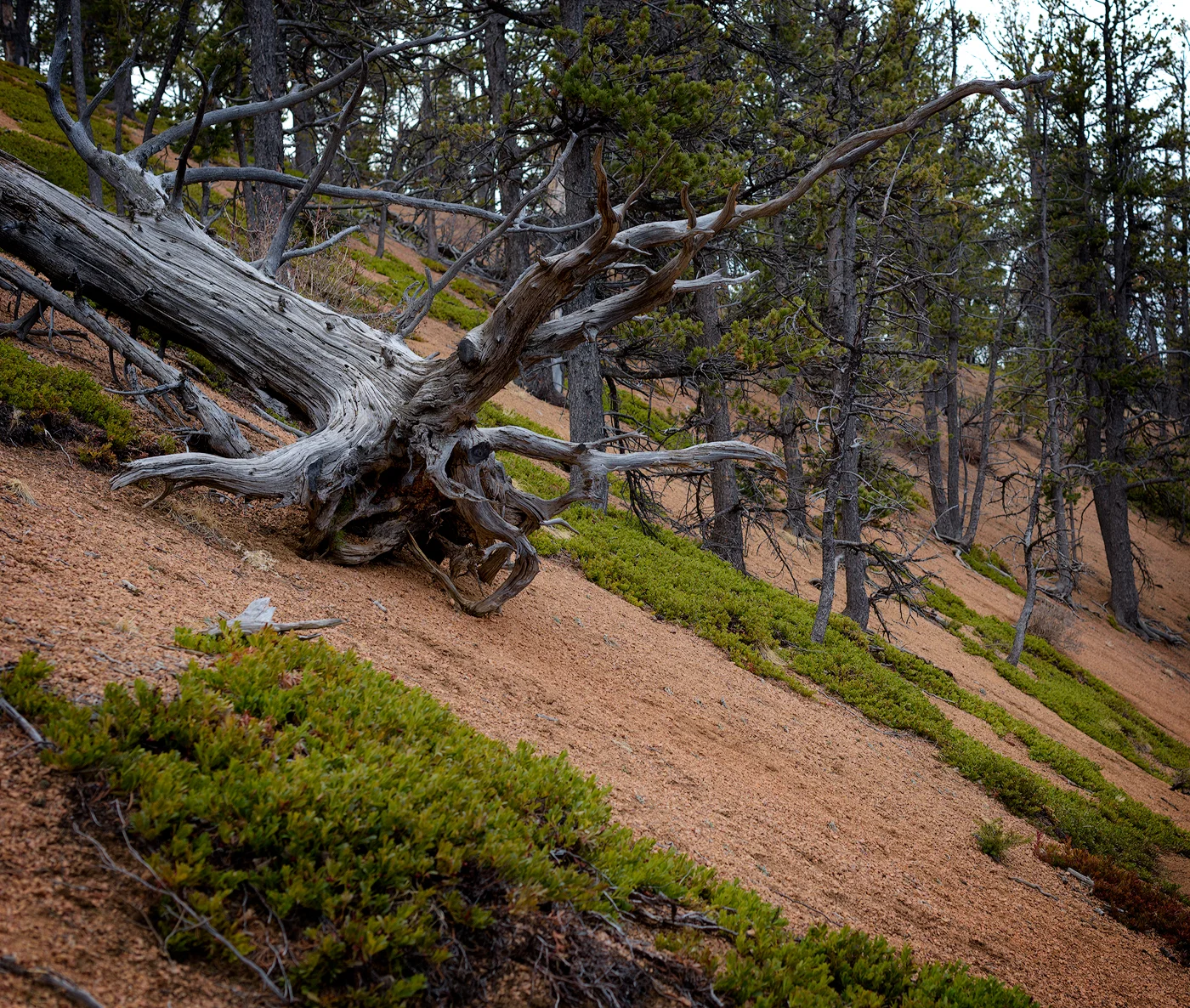 A fine example of mountain driftwood