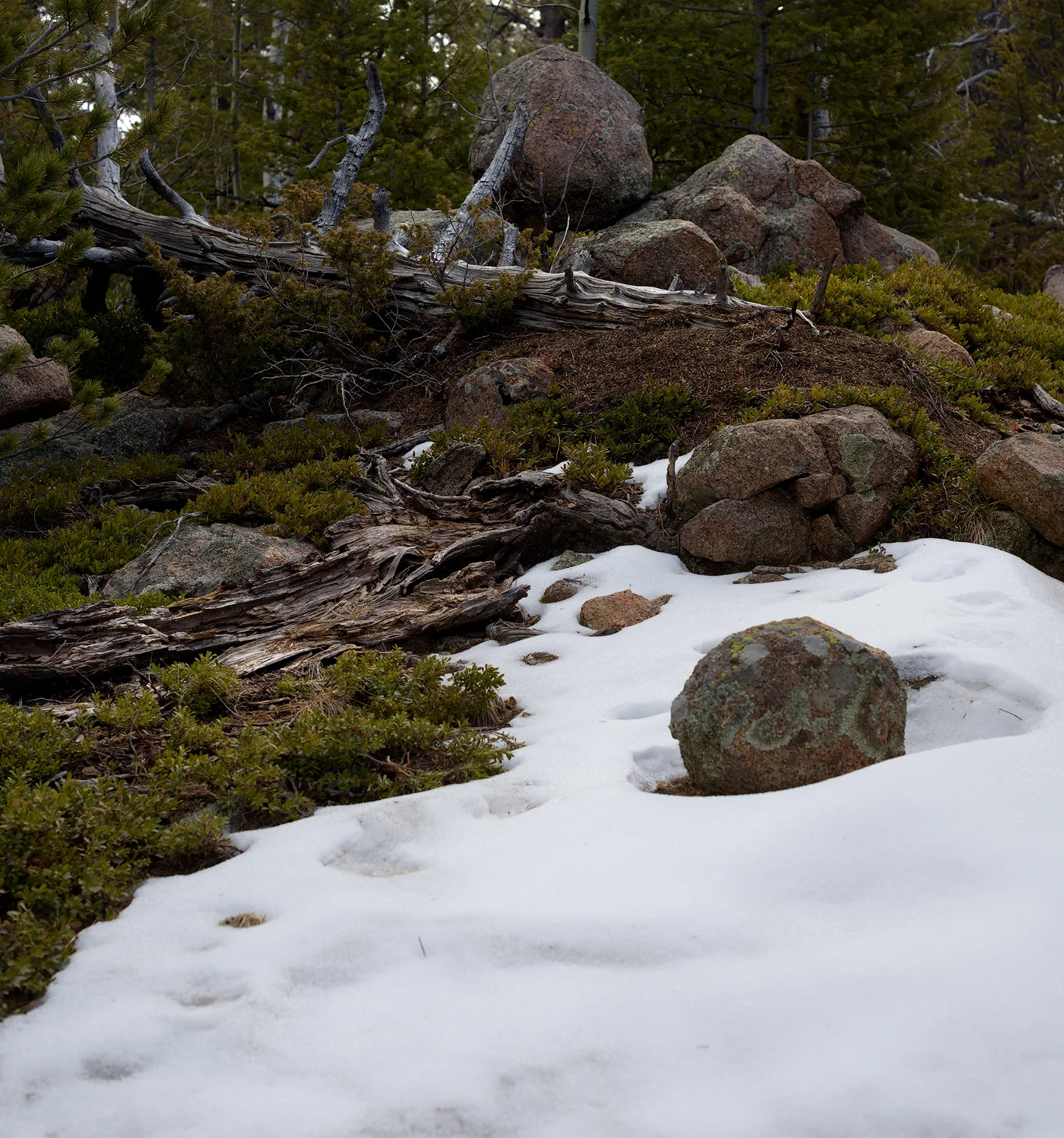 Mountain top rock garden