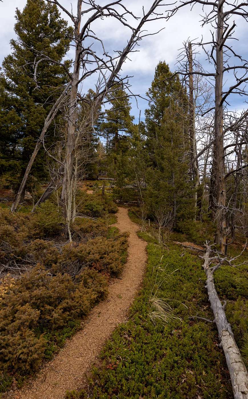 My favorite, pebbly granite (technical term) trails