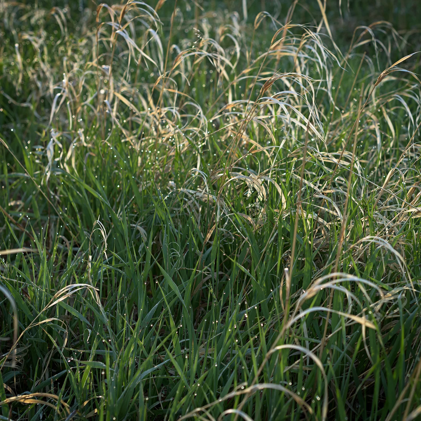 Dew drops!