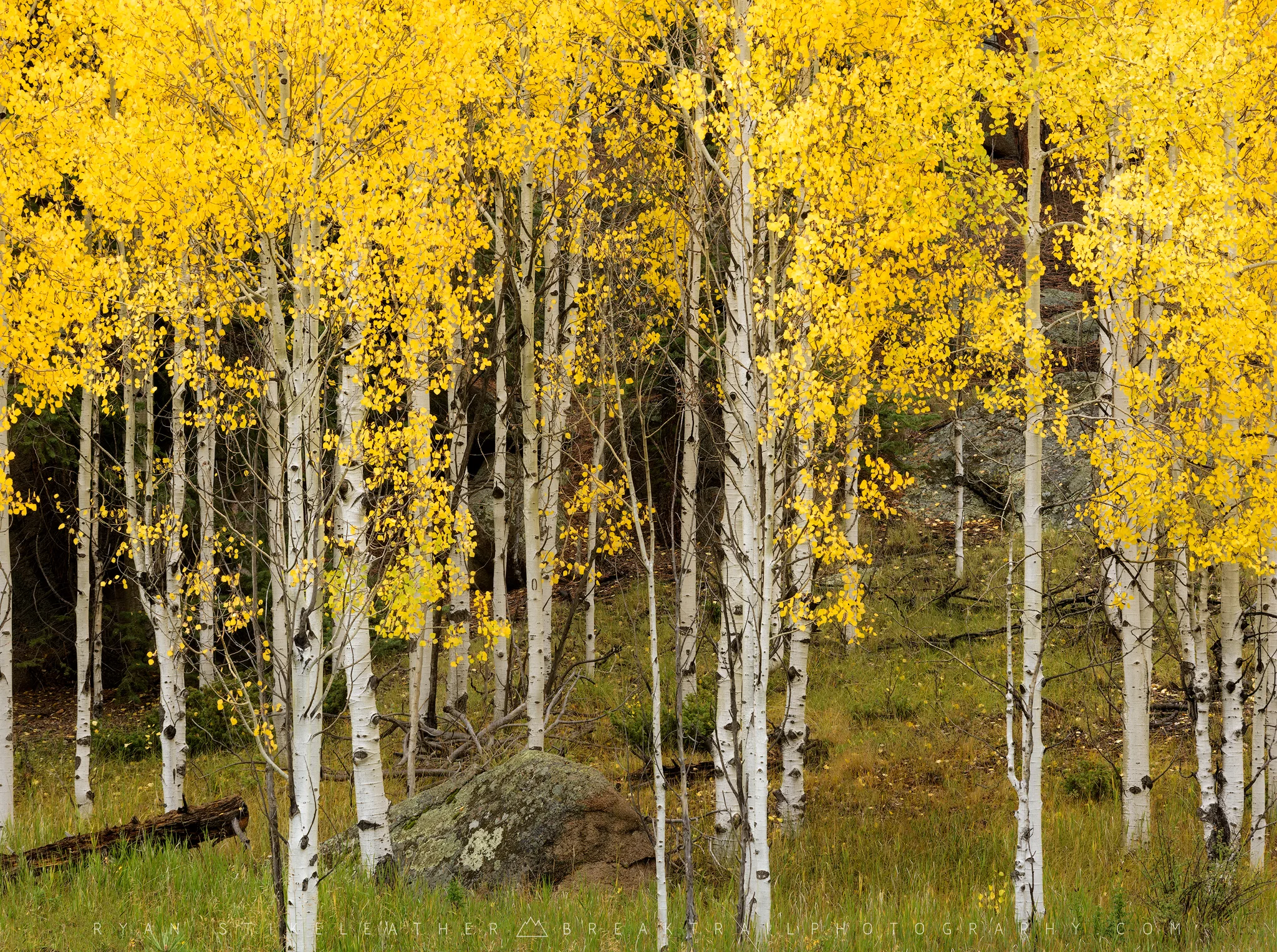 Fall Color Close To Home