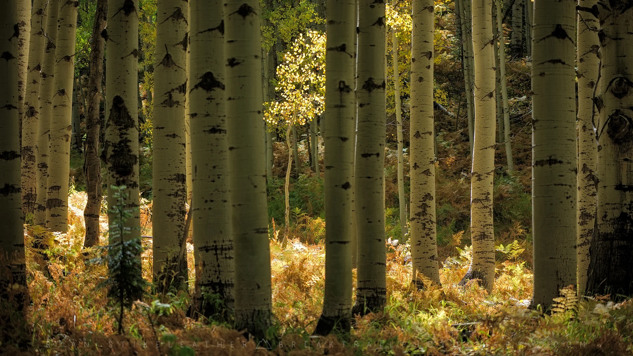 Into The Woods