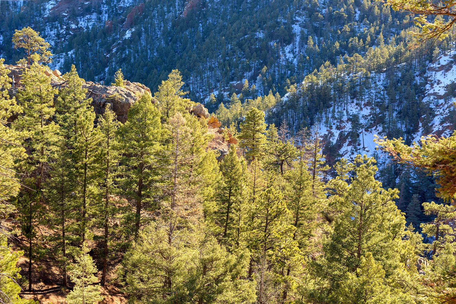 BTP_NCC_Upper_Columbine_Trail_5.jpg