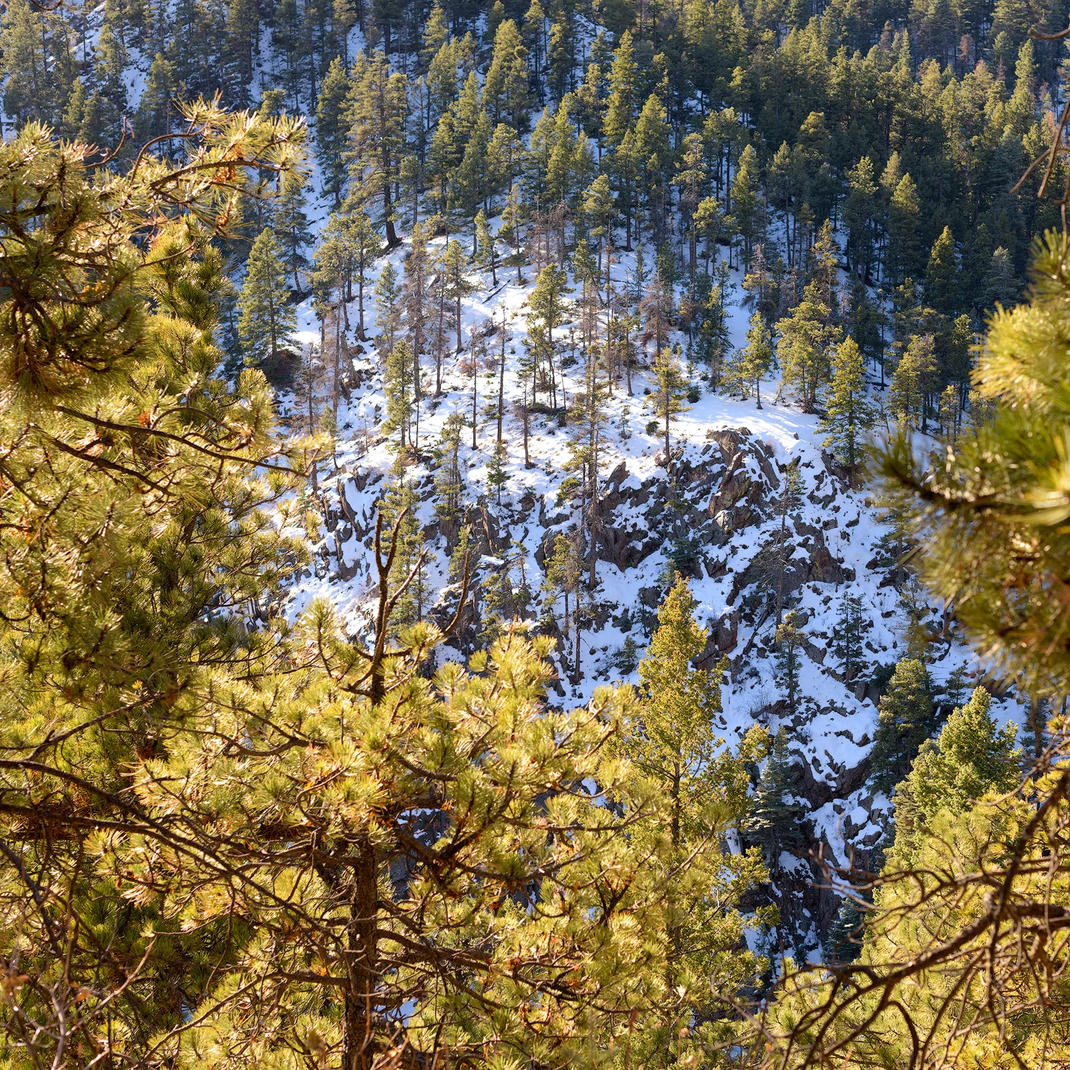 BTP_NCC_Upper_Columbine_Trail_3.jpg