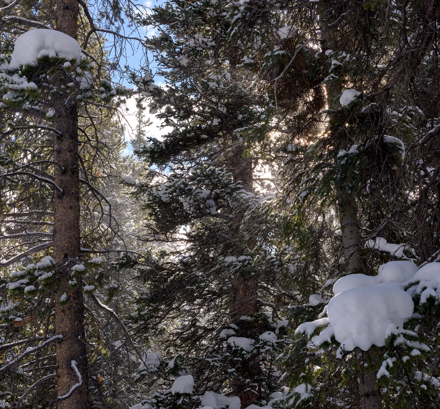 Snow Glow