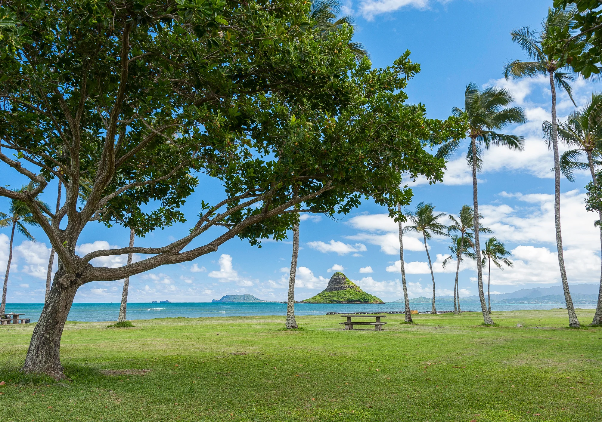 Mokoliʻi through the trees