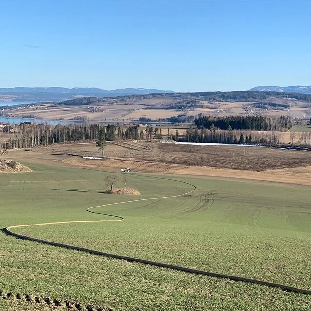 Langt der nede i enden av slangen sprer v&aring;r gode nabo @theodorlysfoss grism&oslash;kk for oss. #bondensgull #&oslash;kologisk #v&aring;ronn #ektegj&oslash;dsel #spelt #nabolaget