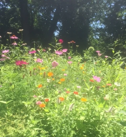 This is my backyard. Pretty, right?