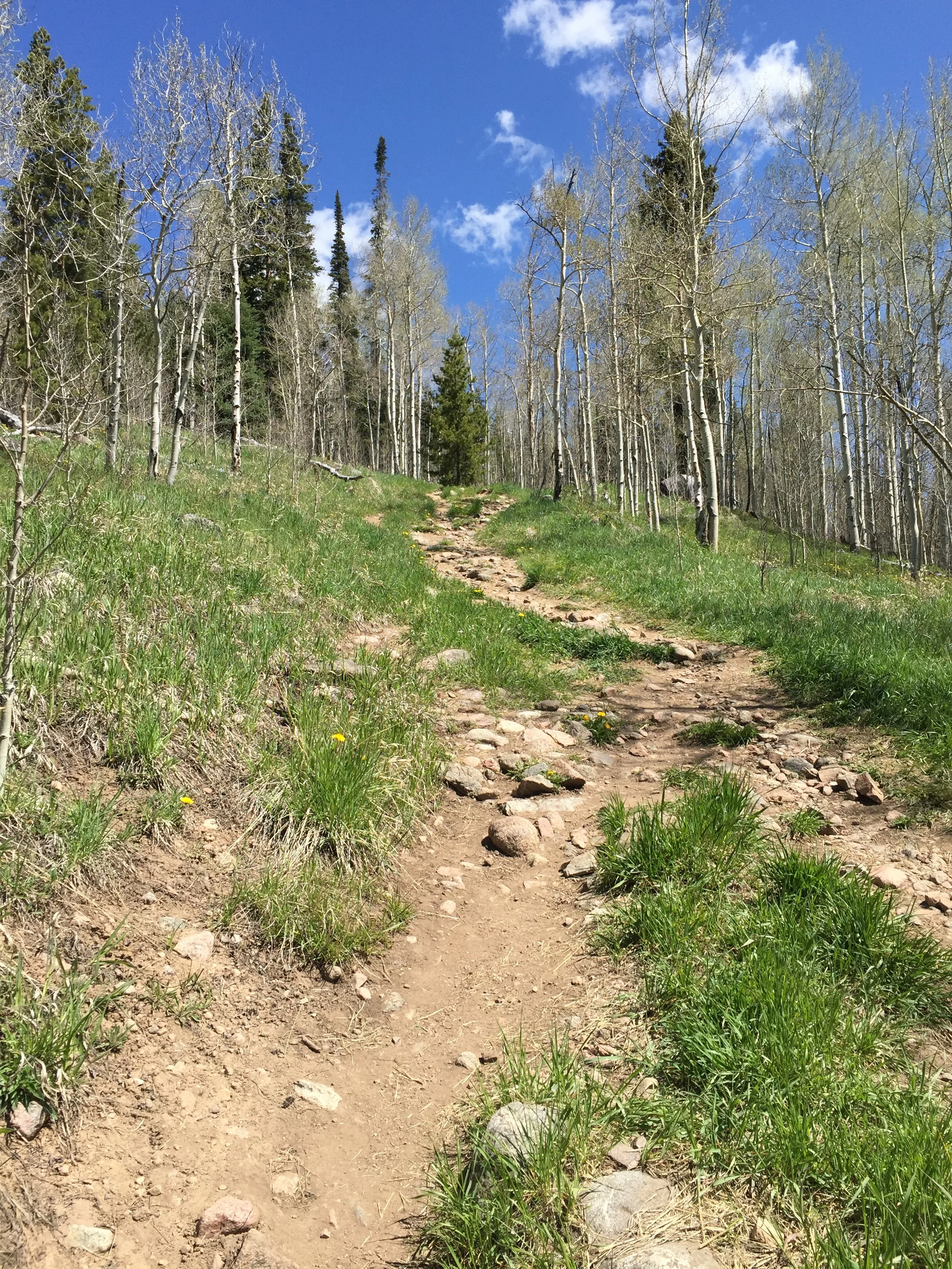 Hiking in Breckenridge and making it out alive!