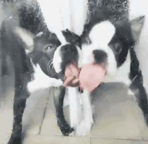 crew. Because sometimes, you need a bit of help getting the job done. Especially when the job is getting a slug off the patio door. #squadgoals (Also, boston terriers are pretty rad. not rad like vizslas, but still, rad.)