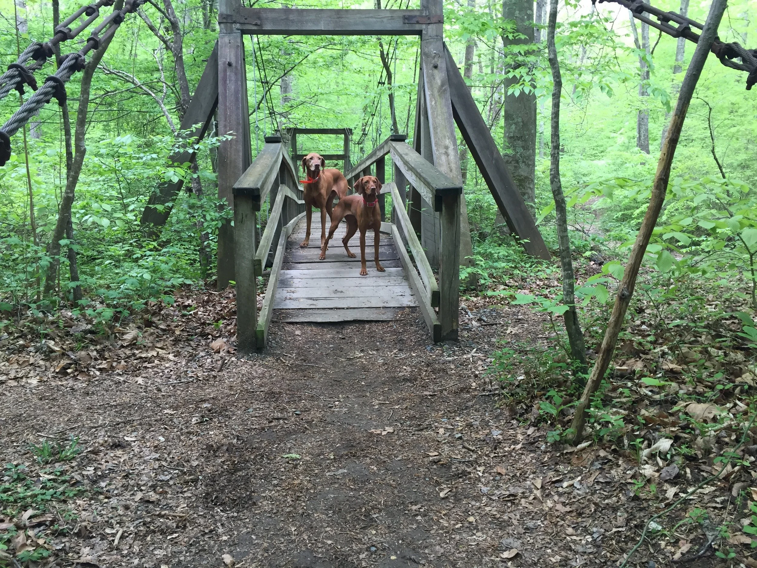 DD bridge pic.jpg