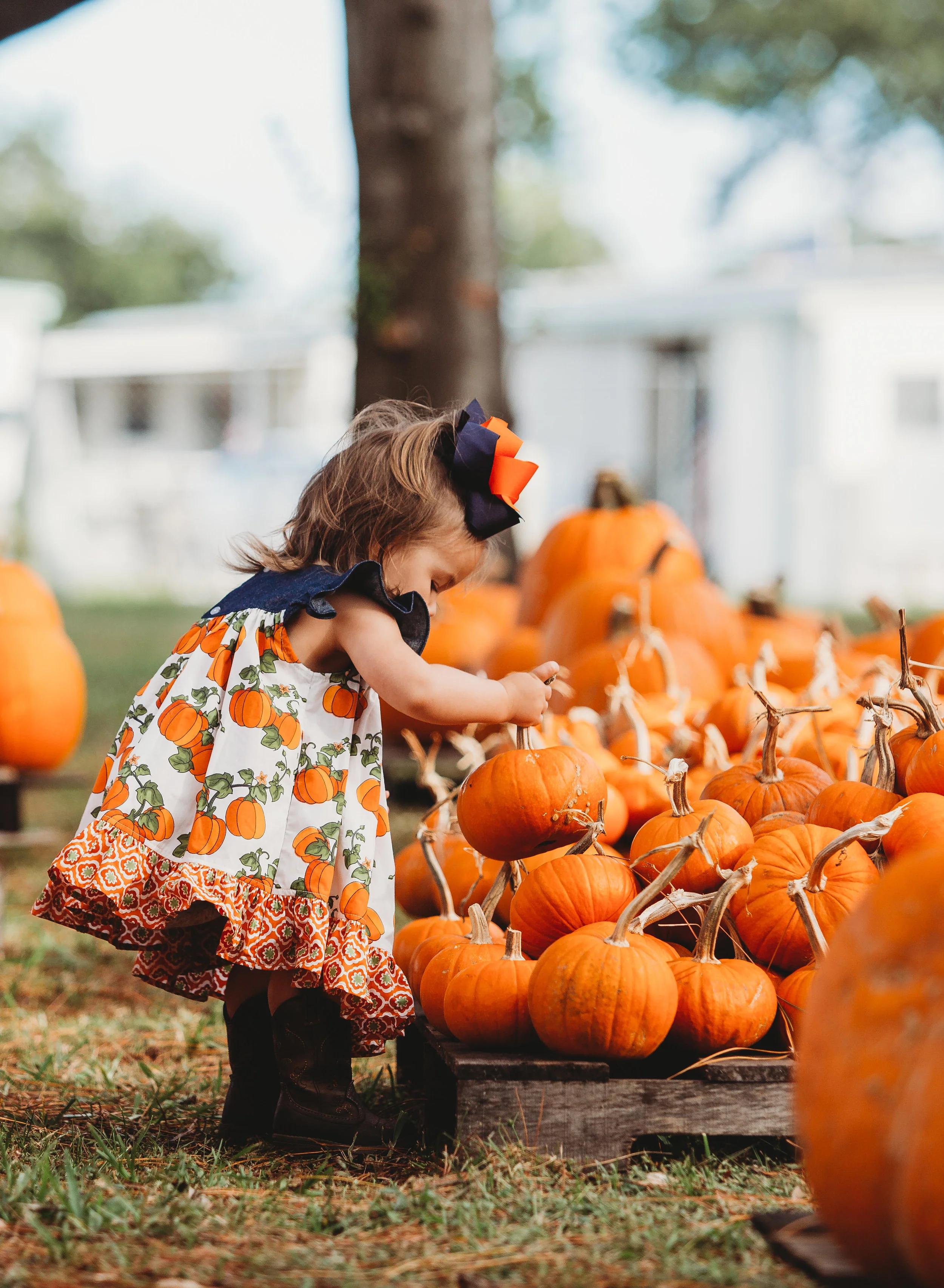 Shafferpumpkinpatch2017-65.jpg