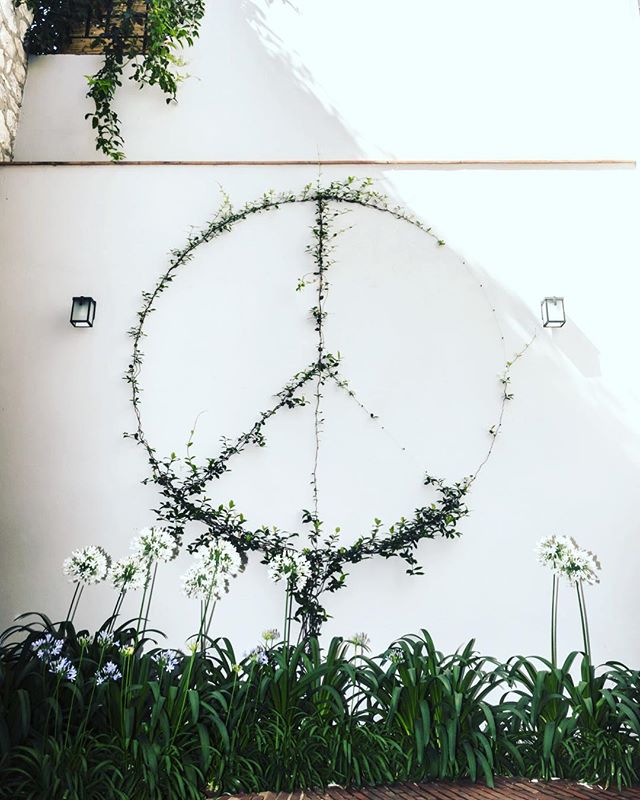 In bloom....#sma #sanmigueldeallende #casabykrista #peace #landscapeart #apaganthus #inbloom