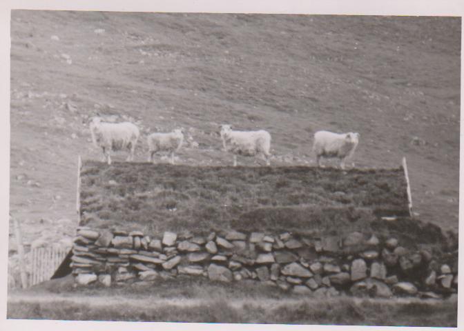 Sheep on top of the smokehouse