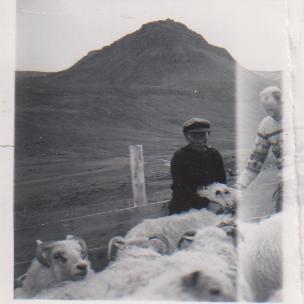 At the sheep round-up