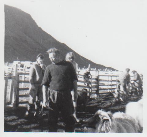 Kristin's grandfather at the sheep round-up