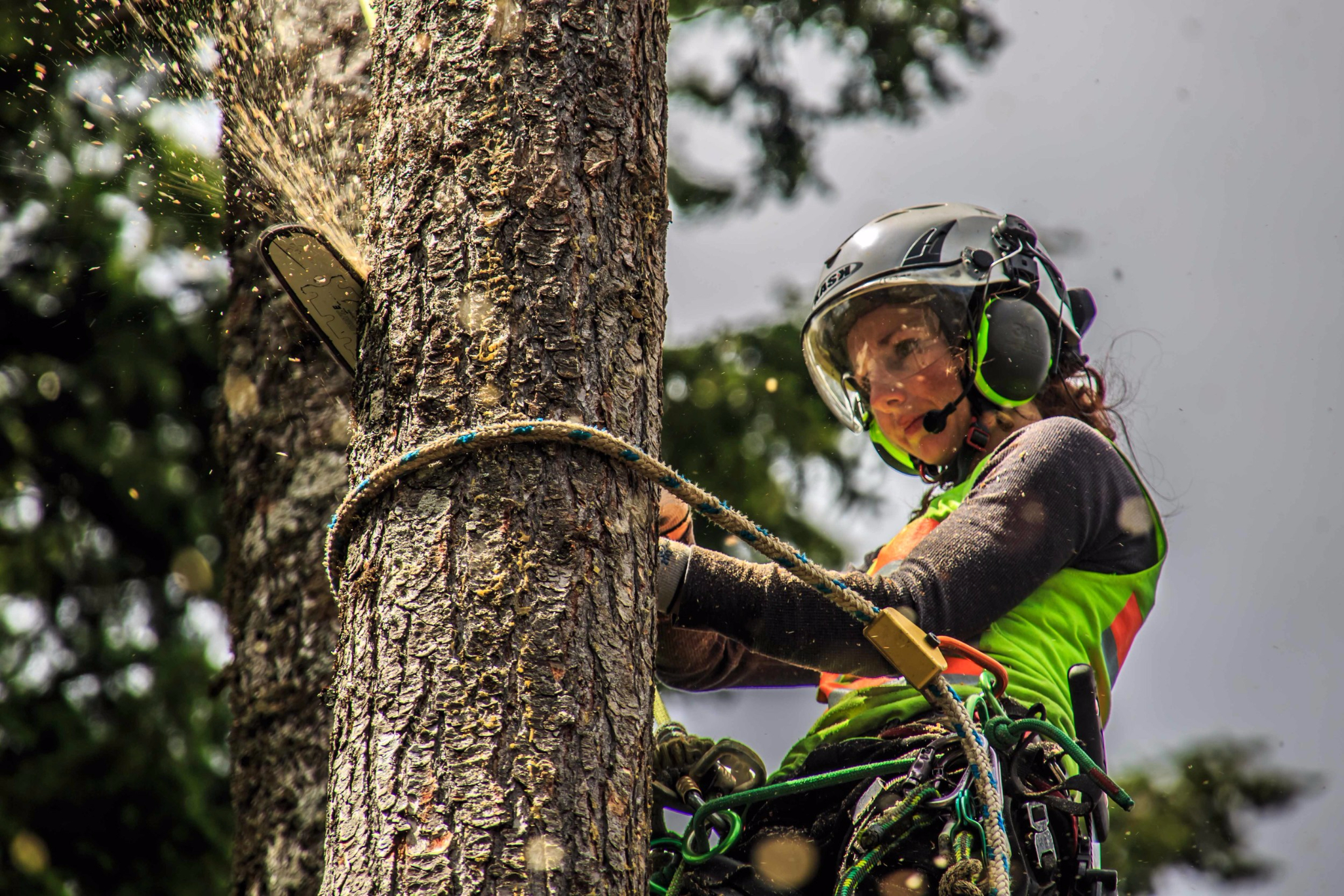 Tree Removal Service