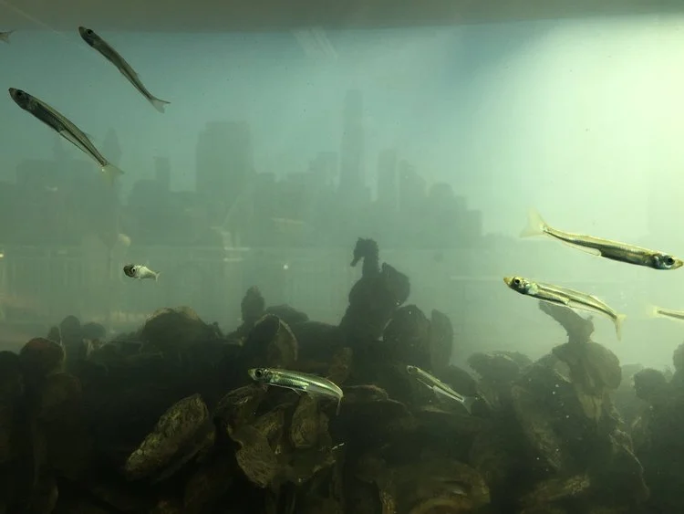 RP Presents! Boats and NYC Waterways