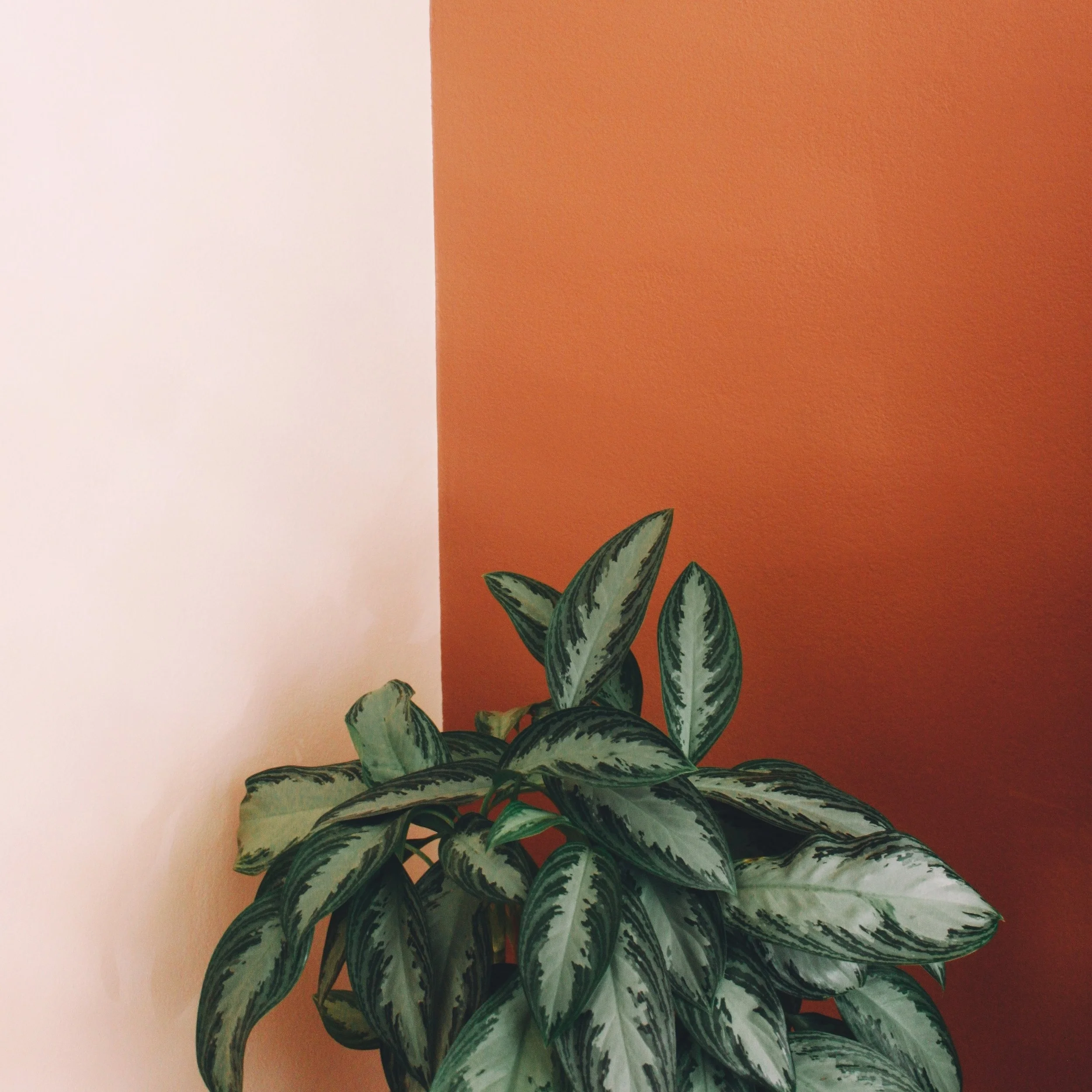 RP Presents! Flowers and Plants