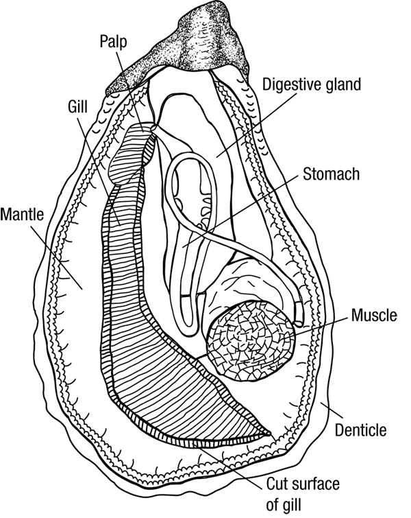 Anatomy of an Oyster, a #tbt to August 2017!