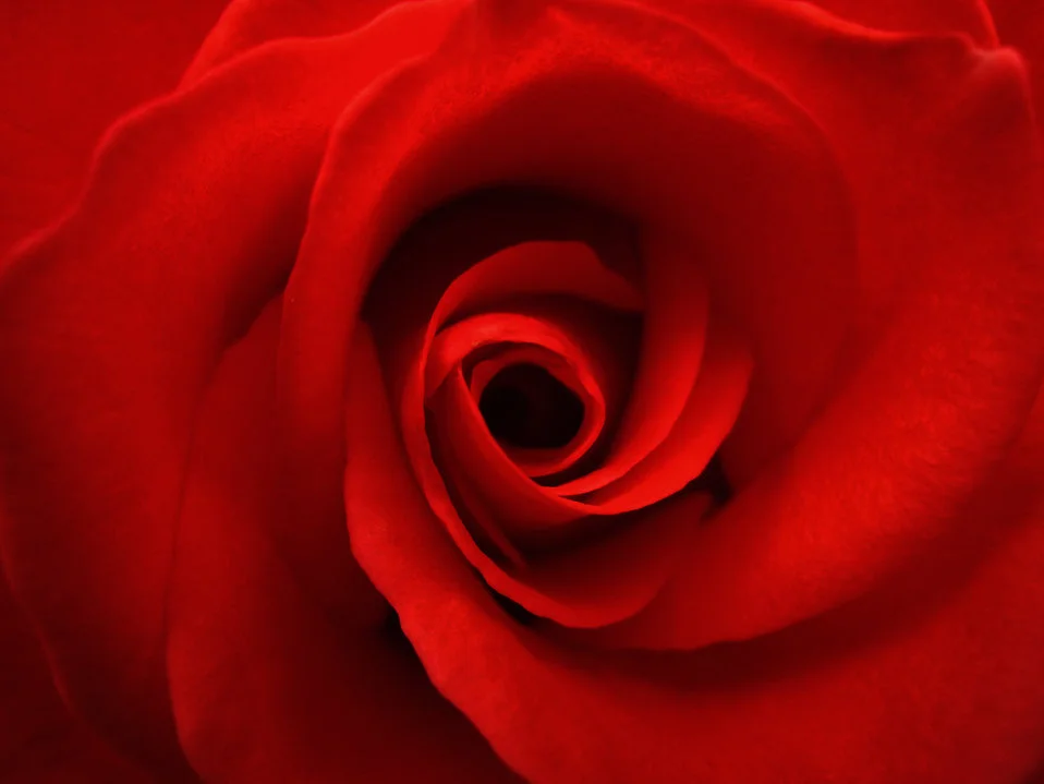 rose.jpg
