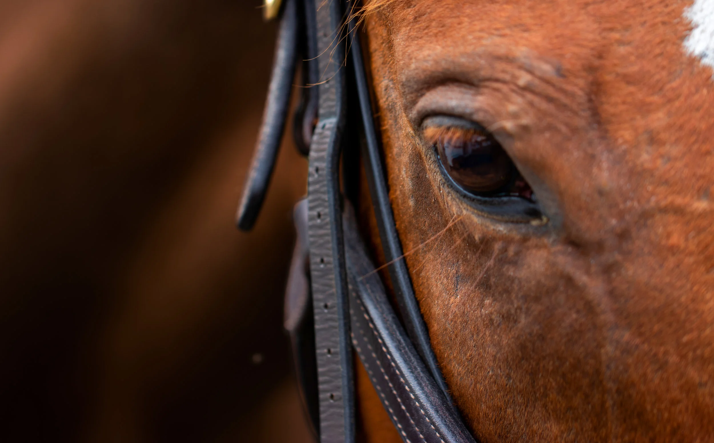 Tiger Closeuo copy.jpeg