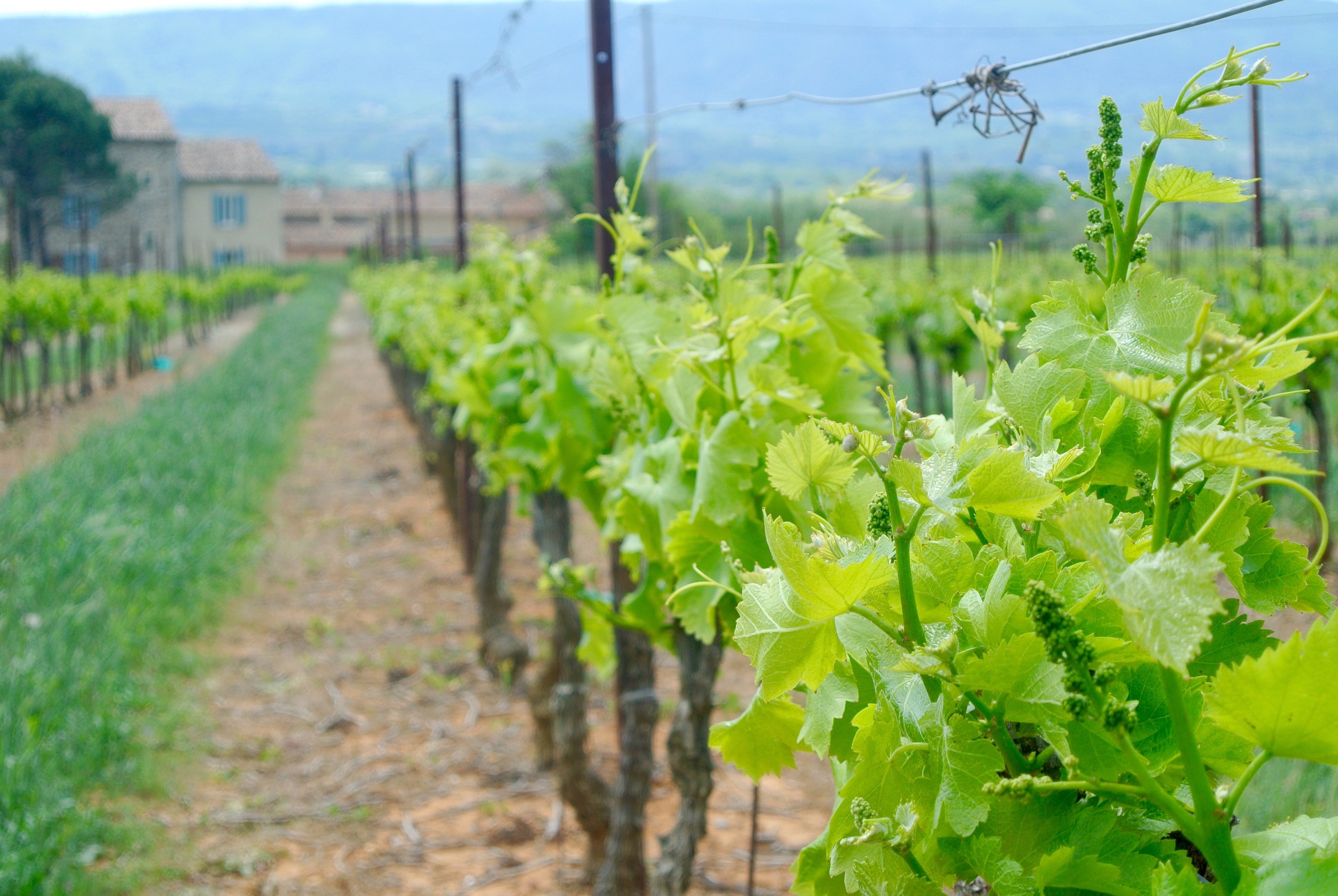 budding wine grapes