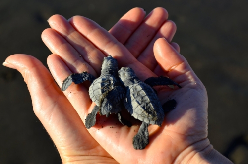 Baby turtles hatching at Playa Ostional