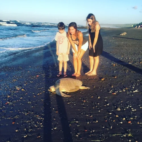 Turtles Laying eggs at Playa Ostional