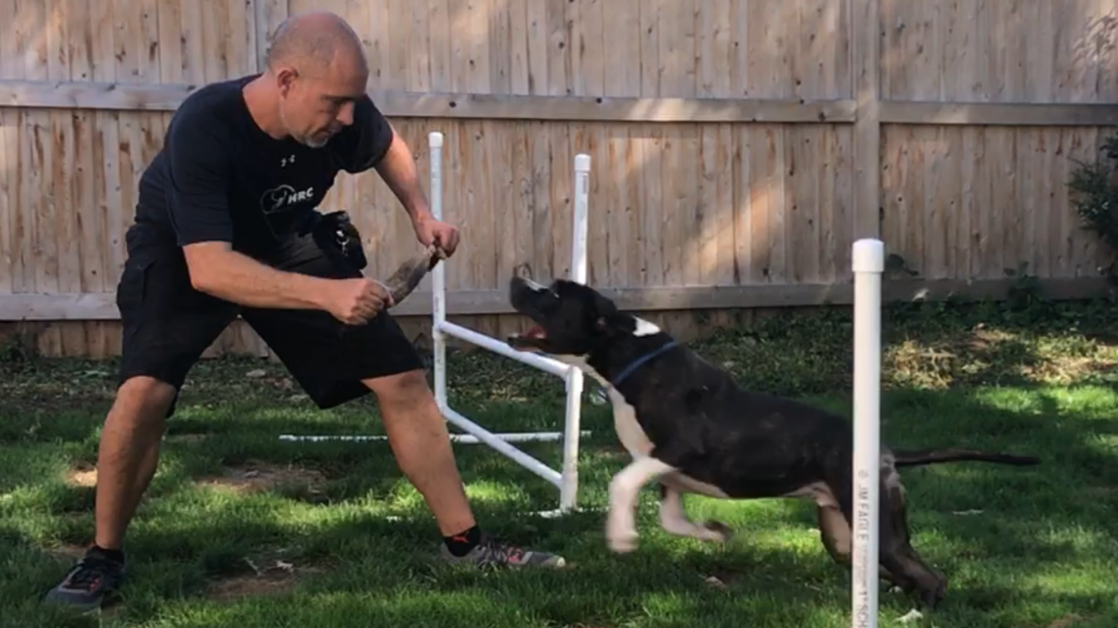 Ernesto and Kioshi doing a combination of work and play. This activity combines executing obedience commands and rewarding Kioshi with agility jumps and playing tug.