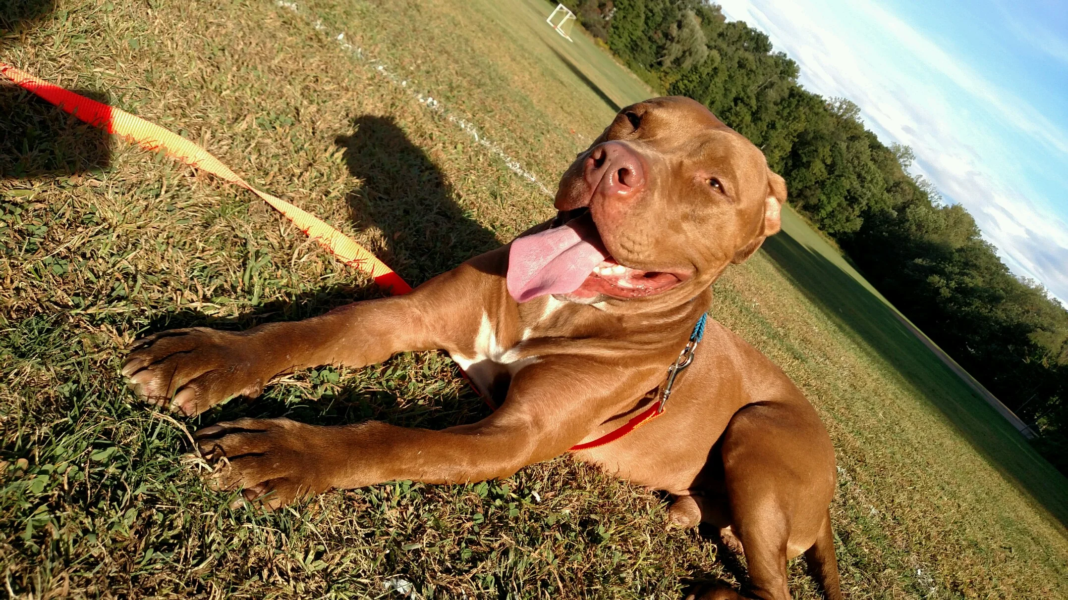 McLovin enjoying a break from some open field work on a long line.