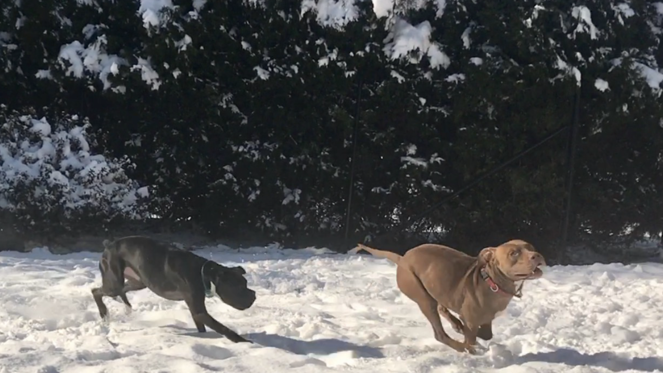 Cobi chasing McLovin...they LOVE the snow!