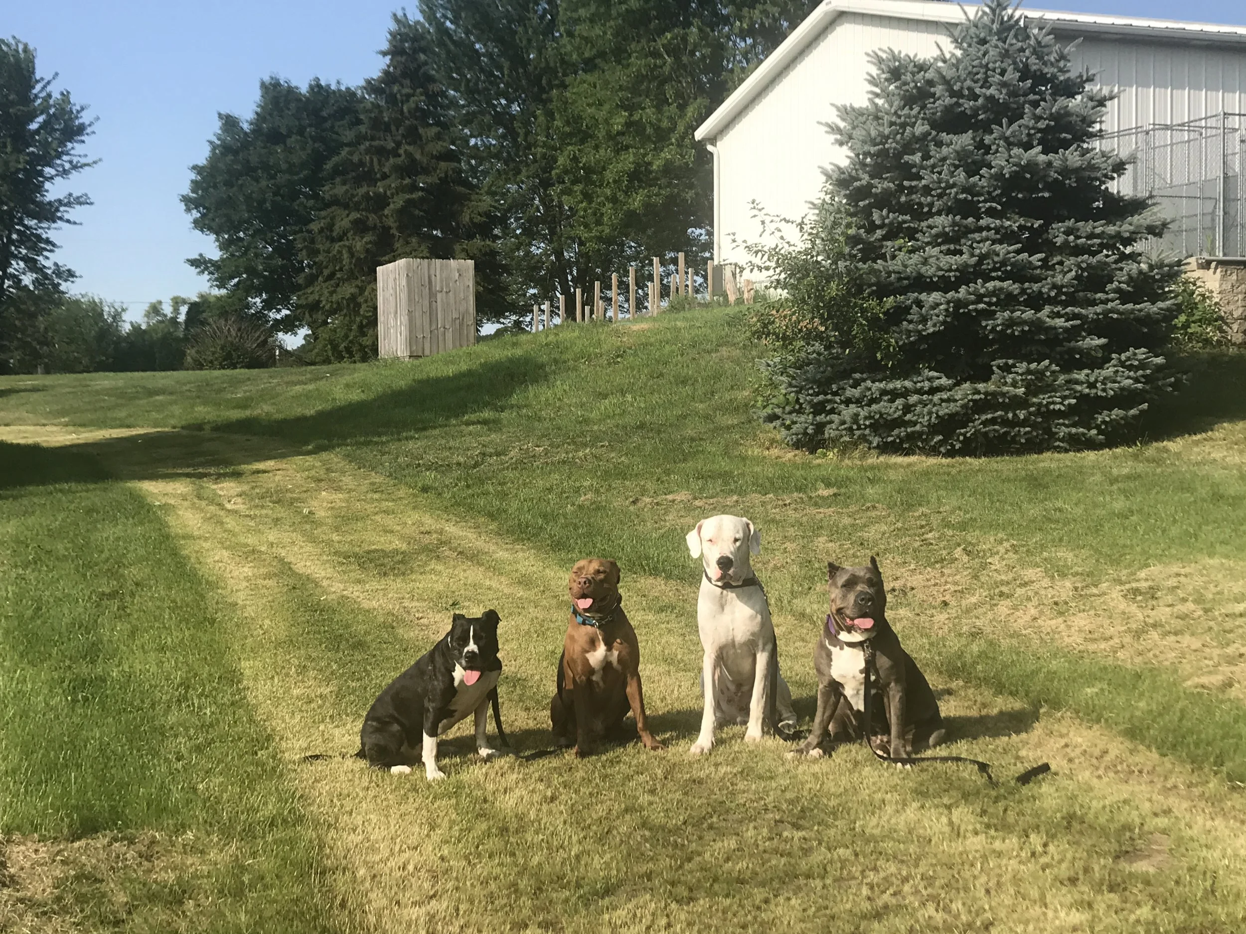 Pack walking at the Dogs360 Ranch.
