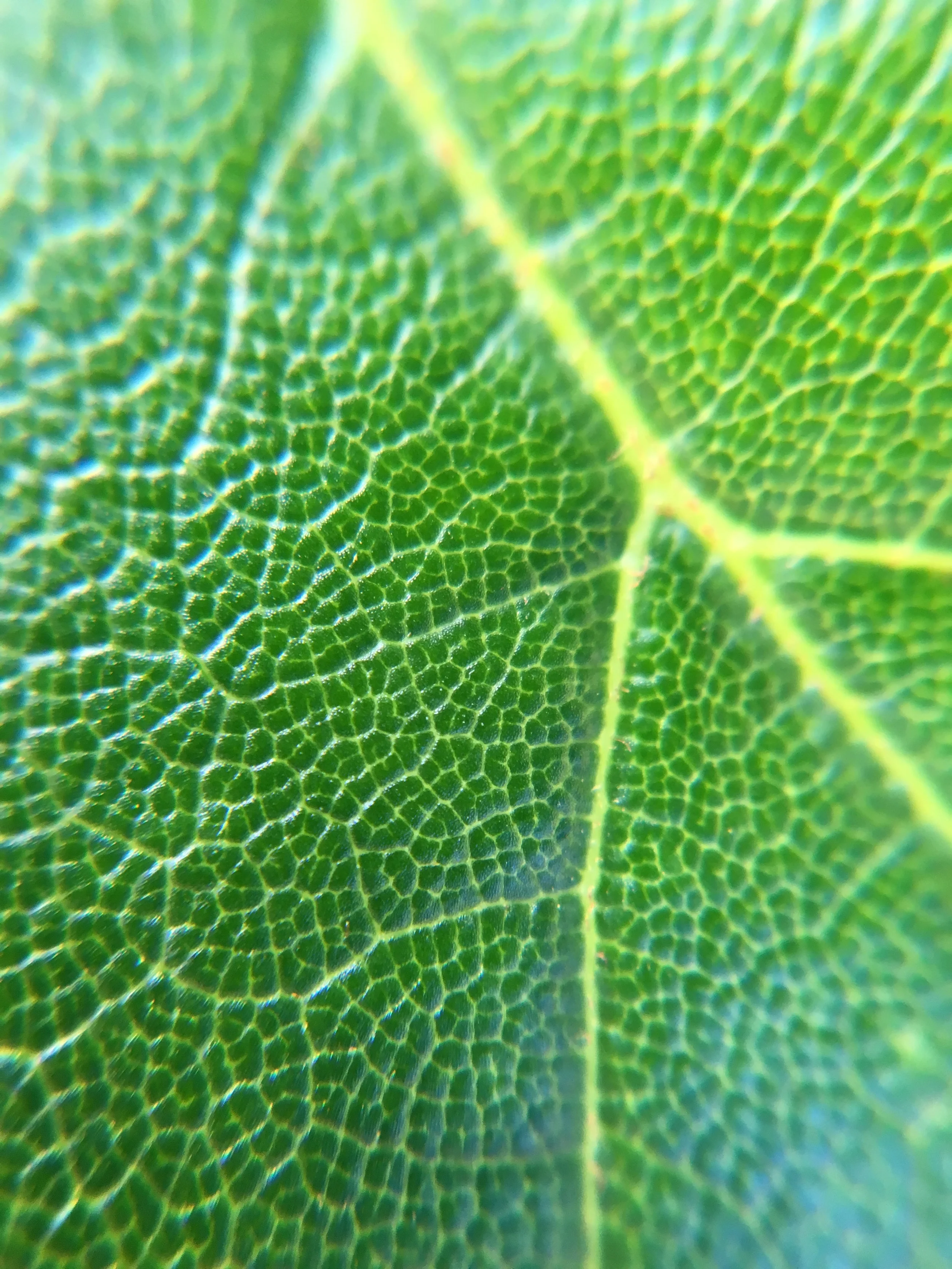 Macro Lens (10x-15x)