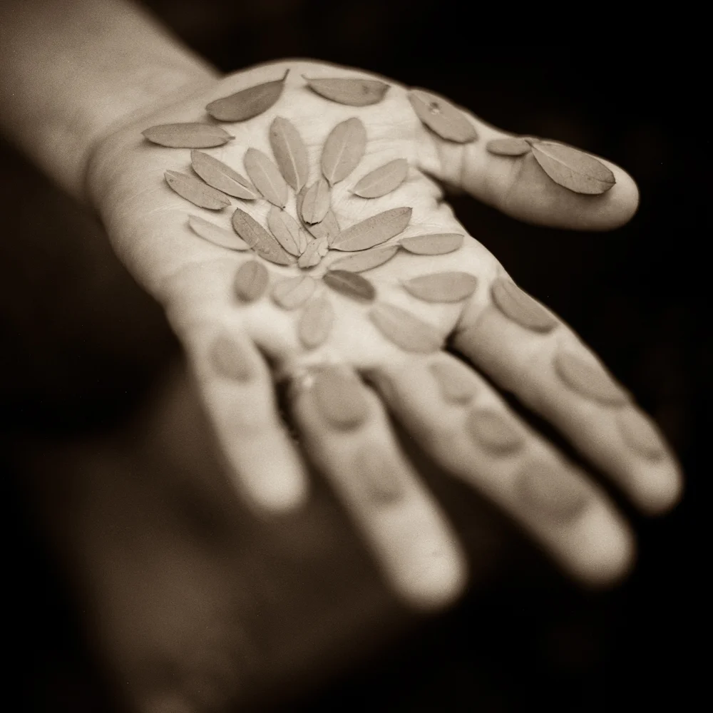 Rebecca's Palm