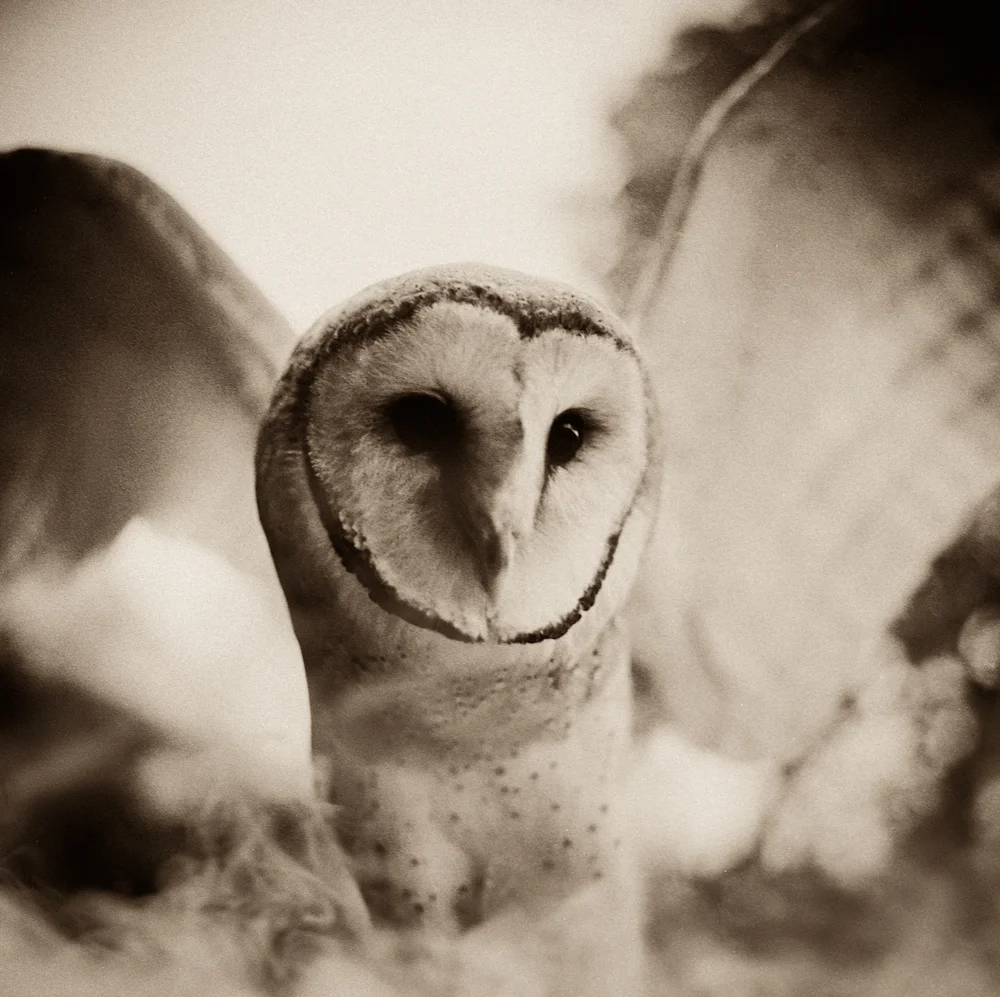 The Messenger