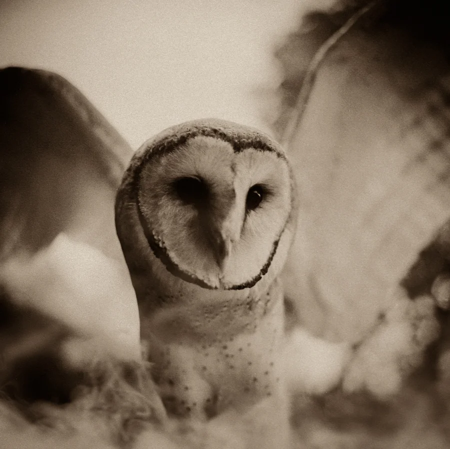 the messenger