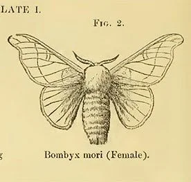 Bombyx female.jpg