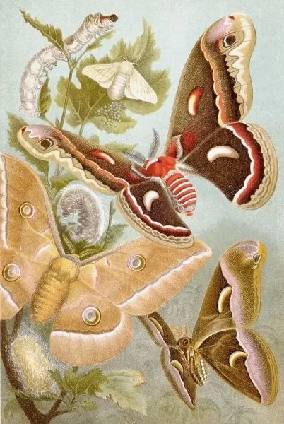 silkmoth-silkworm-bombyx-mori-40193794.jpg.webp
